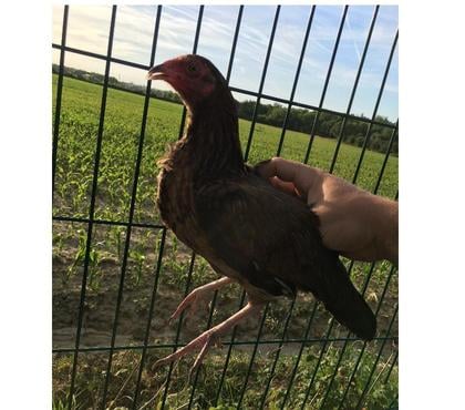 Vente animaux Auzielle Haute-Garonne - Photos Vivastreet Vend coQ et poule très bonne race