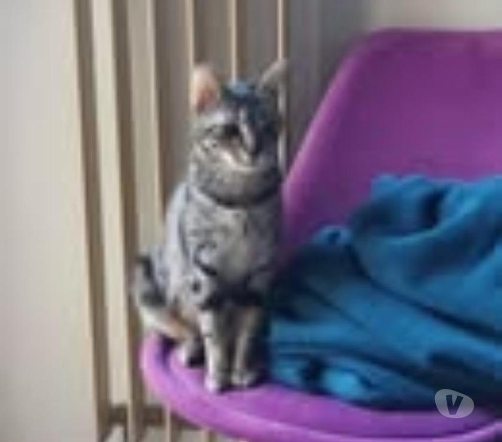 Don animaux Ardèche St Peray - 07130 - Photos Vivastreet Chat TAÏA à l adoption