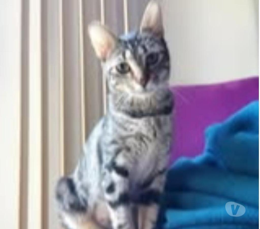 Don animaux Ardèche St Peray - 07130 - Photos Vivastreet Chat TAÏA à l adoption