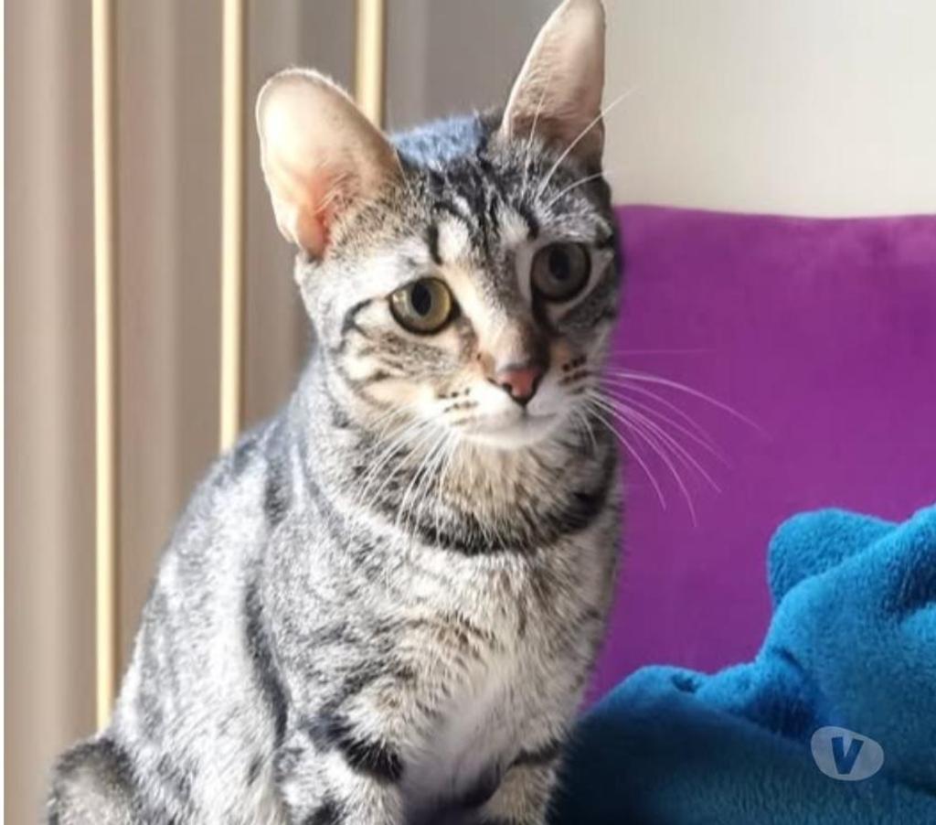 Don animaux Ardèche St Peray - 07130 - Photos Vivastreet Chat TAÏA à l adoption