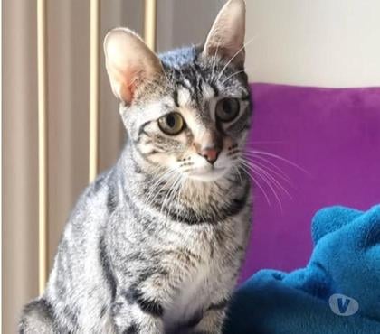 Don St Peray Ardèche - Photos Vivastreet Chat TAÏA à l adoption