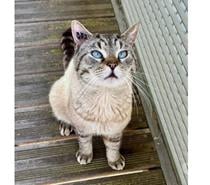 Noris chat siamoisé adorable 2 ans a adopter