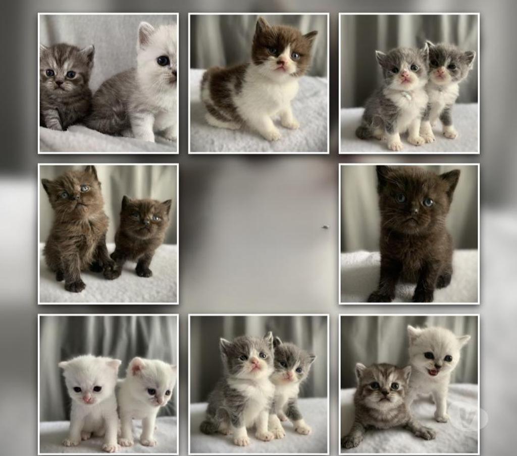 Vente Yvelines Coignieres - 78310 - Photos Vivastreet Chatons Scottish straight et fold