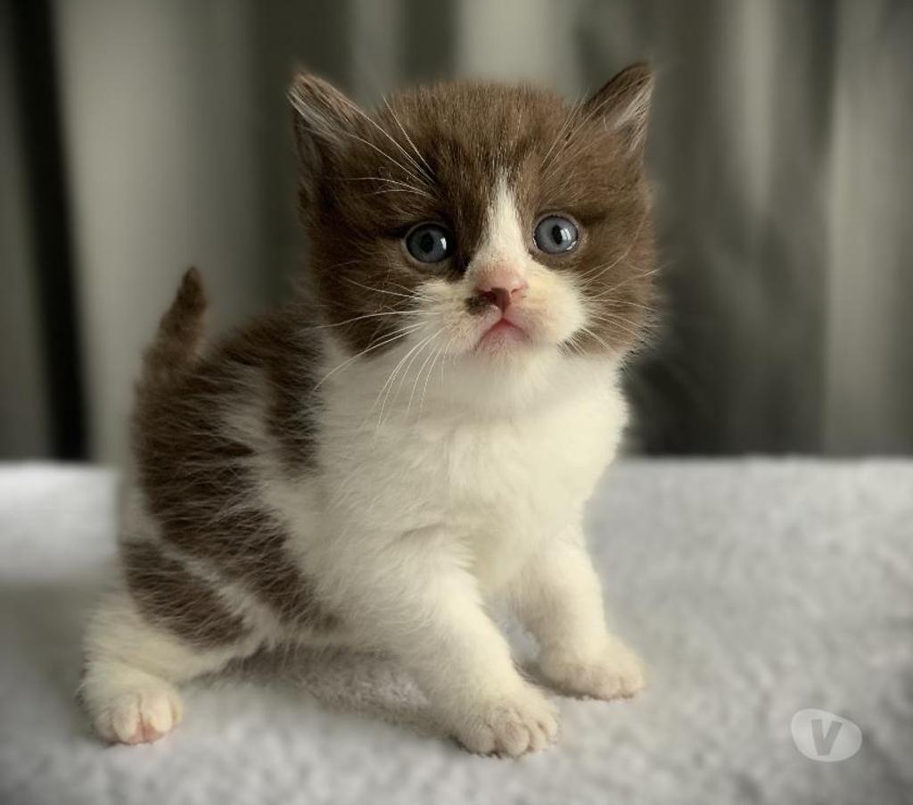 Vente Yvelines Coignieres - 78310 - Photos Vivastreet Chatons Scottish straight et fold
