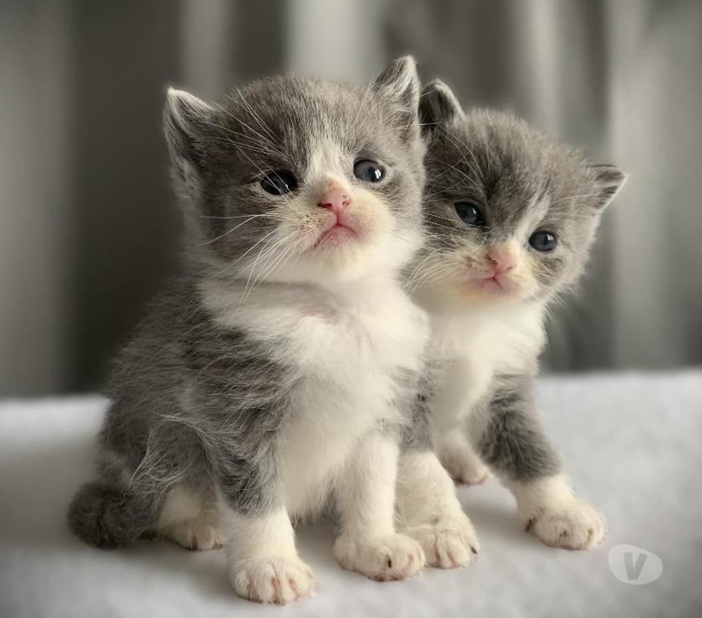Vente Yvelines Coignieres - 78310 - Photos Vivastreet Chatons Scottish straight et fold