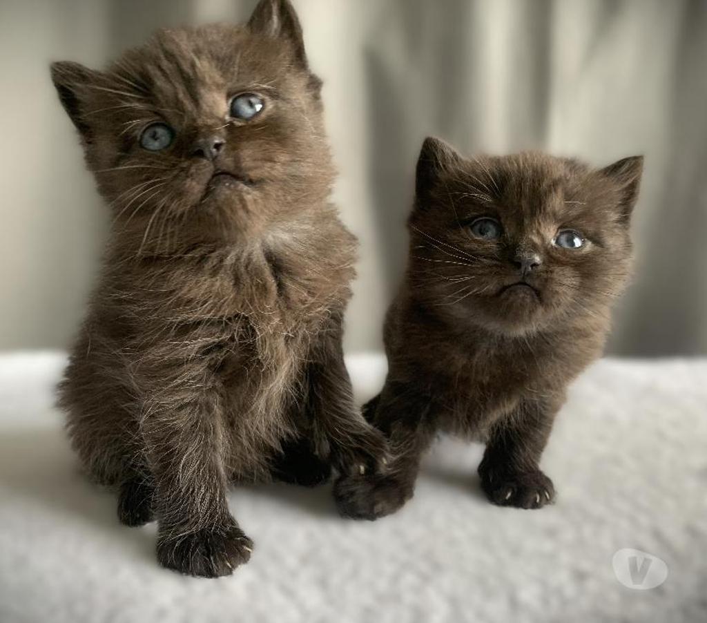 Vente Yvelines Coignieres - 78310 - Photos Vivastreet Chatons Scottish straight et fold