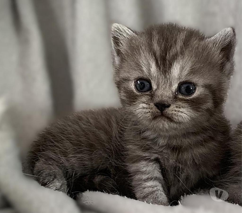 Vente Yvelines Coignieres - 78310 - Photos Vivastreet Chatons Scottish straight et fold