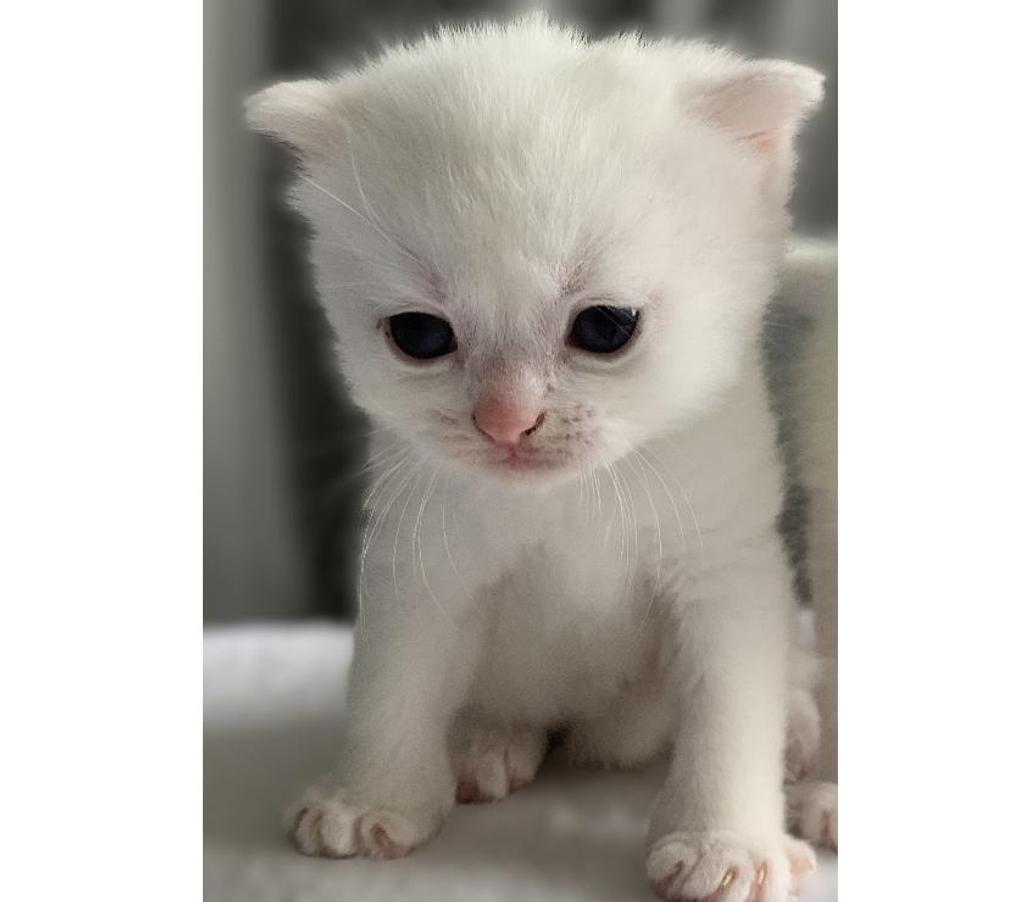 Vente Yvelines Coignieres - 78310 - Photos Vivastreet Chatons Scottish straight et fold