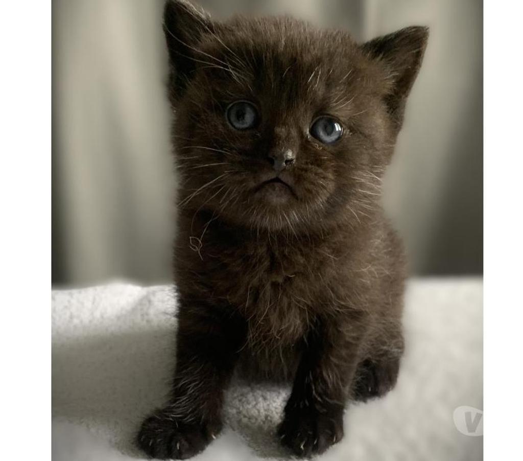 Vente Yvelines Coignieres - 78310 - Photos Vivastreet Chatons Scottish straight et fold