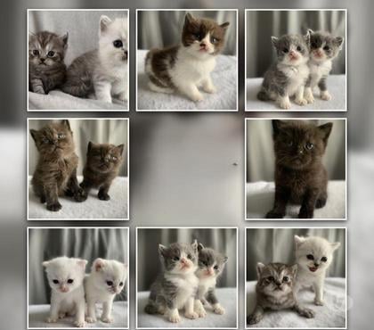 Vente Coignieres Yvelines - Photos Vivastreet Chatons Scottish straight et fold