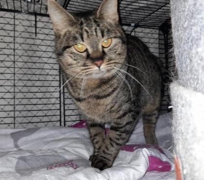 Vente animaux Bois de Cene Vendée - Photos Vivastreet Tigresse chatte adulte