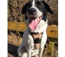 BELLE-Croisé - Border Collie, autre