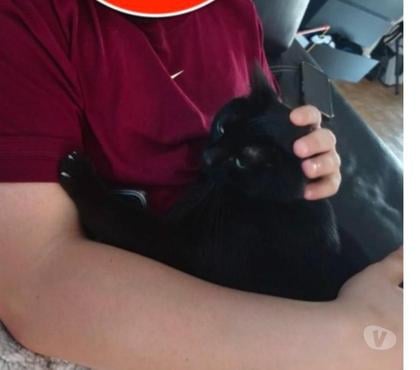 Adoption animaux Paris 20ème ardt Paris - Photos Vivastreet Donnez sa chance à Alfred un amour de chat !