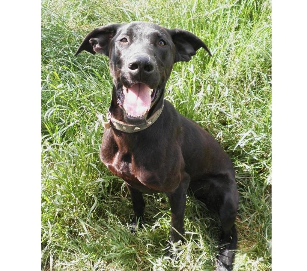 Vente Lot Castelnau Montratier - 46170 - Photos Vivastreet CHIEN MALE 2 ANS TYPE BRAQUE NOIR TRES AFFECTUEUX