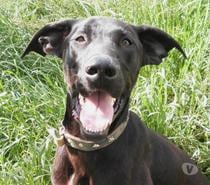 CHIEN MALE 2 ANS TYPE BRAQUE NOIR TRES AFFECTUEUX