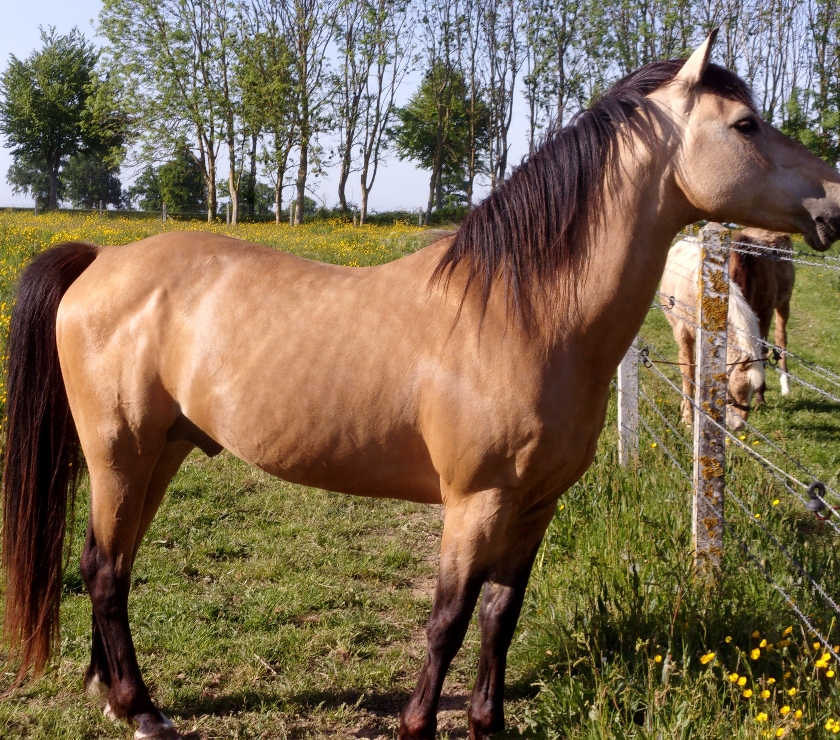 Vente Calvados Grainville sur Odon - 14210 - Photos Vivastreet AV Poulain OC 2025 Isabelle seul (ou avec sa mère gratuite)