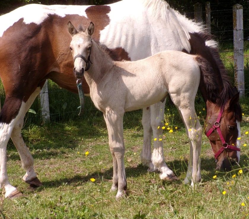 Vente Calvados Grainville sur Odon - 14210 - Photos Vivastreet AV Poulain OC 2025 Isabelle seul (ou avec sa mère gratuite)