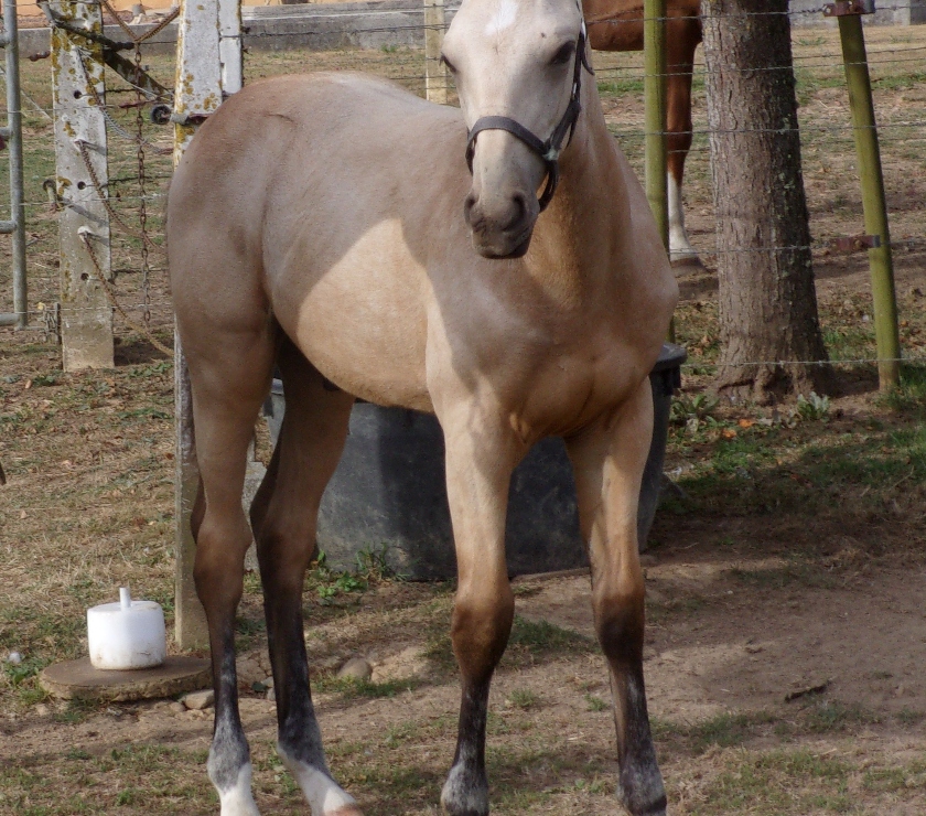 Vente Calvados Grainville sur Odon - 14210 - Photos Vivastreet AV Poulain OC 2025 Isabelle seul (ou avec sa mère gratuite)