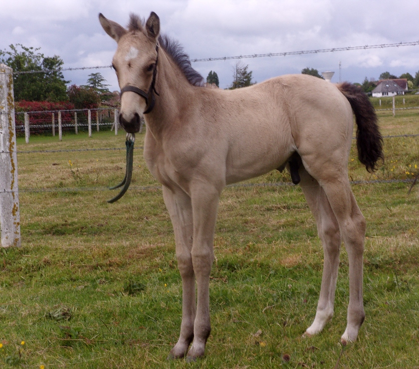 Vente Calvados Grainville sur Odon - 14210 - Photos Vivastreet AV Poulain OC 2025 Isabelle seul (ou avec sa mère gratuite)