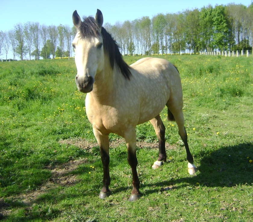 Vente Calvados Grainville sur Odon - 14210 - Photos Vivastreet AV Poulain OC 2025 Isabelle seul (ou avec sa mère gratuite)