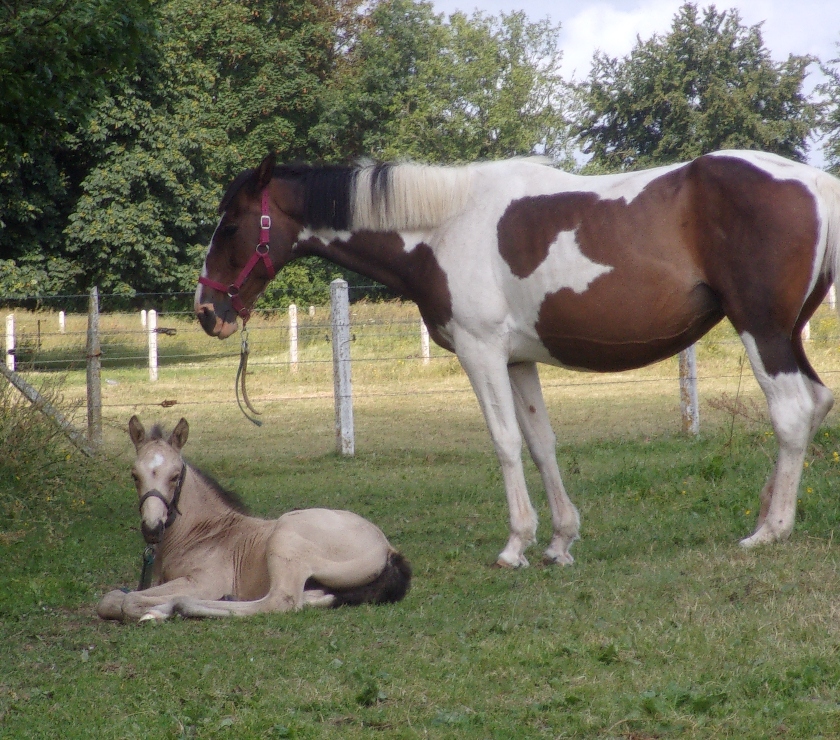 Vente Calvados Grainville sur Odon - 14210 - Photos Vivastreet AV Poulain OC 2025 Isabelle seul (ou avec sa mère gratuite)