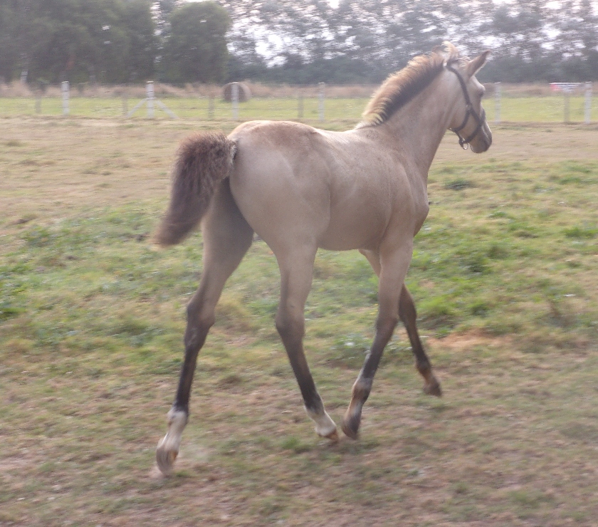 Vente Calvados Grainville sur Odon - 14210 - Photos Vivastreet AV Poulain OC 2025 Isabelle seul (ou avec sa mère gratuite)