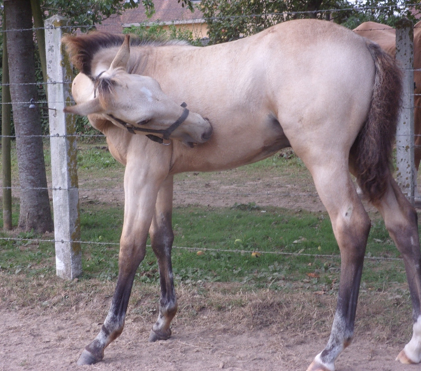 Vente Calvados Grainville sur Odon - 14210 - Photos Vivastreet AV Poulain OC 2025 Isabelle seul (ou avec sa mère gratuite)