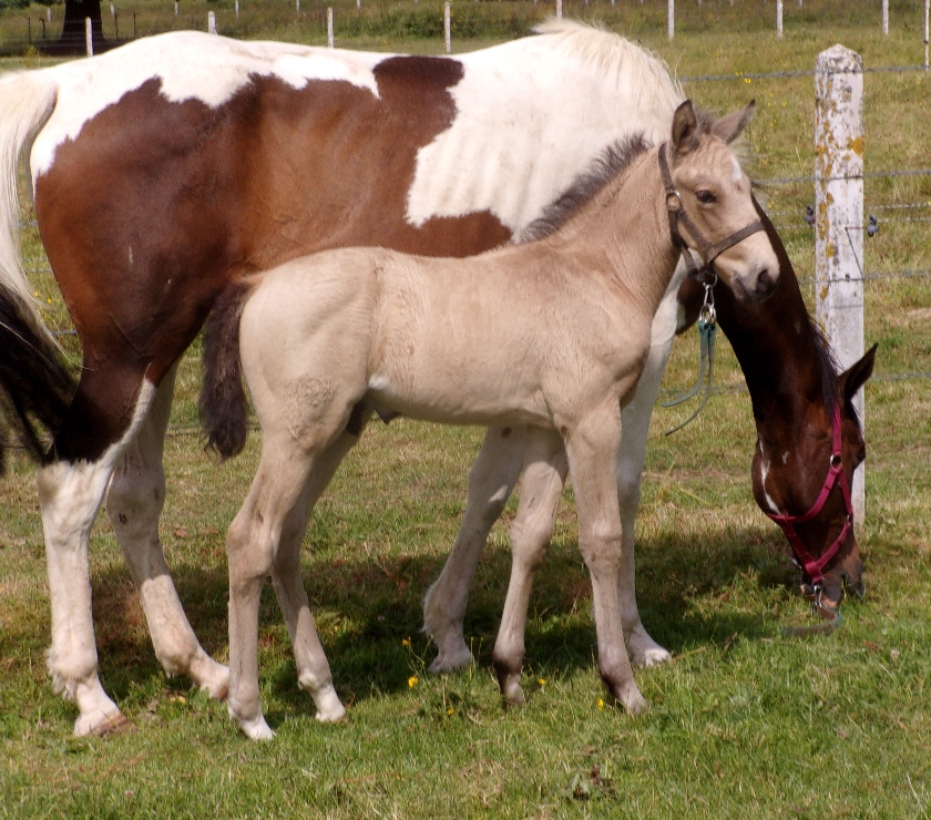 Vente Calvados Grainville sur Odon - 14210 - Photos Vivastreet AV Poulain OC 2025 Isabelle seul (ou avec sa mère gratuite)