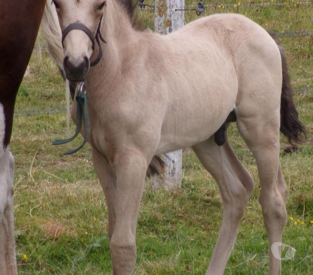 Vente Calvados Grainville sur Odon - 14210 - Photos Vivastreet Poulain OC 2025 de couleur Isabelle (seul ou avec sa maman)