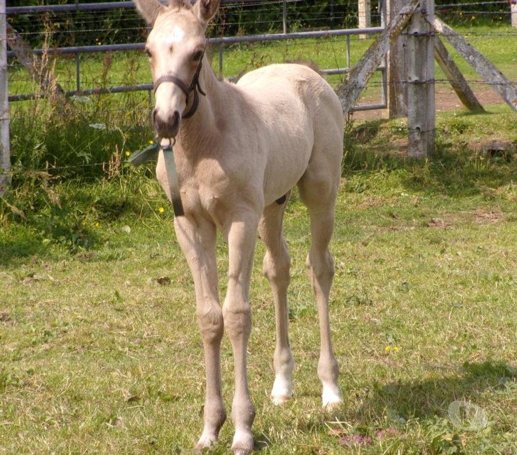 Vente Calvados Grainville sur Odon - 14210 - Photos Vivastreet Poulain OC 2025 de couleur Isabelle (seul ou avec sa maman)