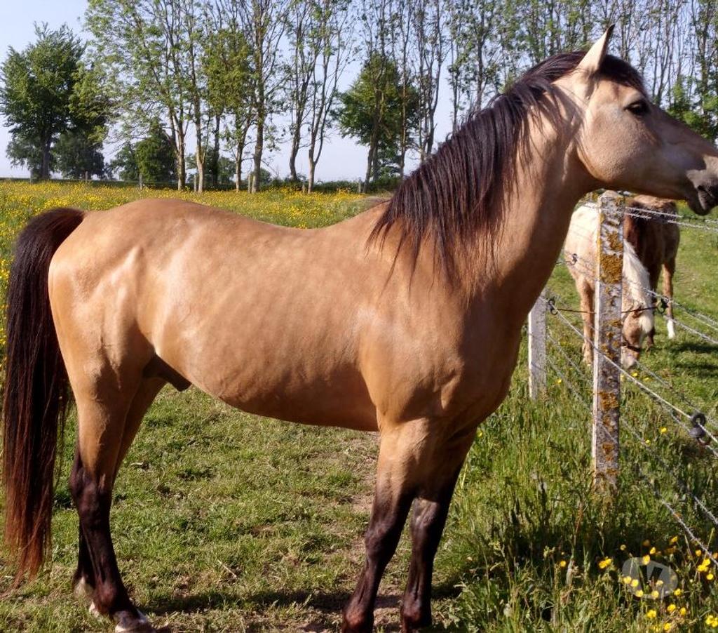 Vente Calvados Grainville sur Odon - 14210 - Photos Vivastreet Poulain OC 2025 de couleur Isabelle (seul ou avec sa maman)