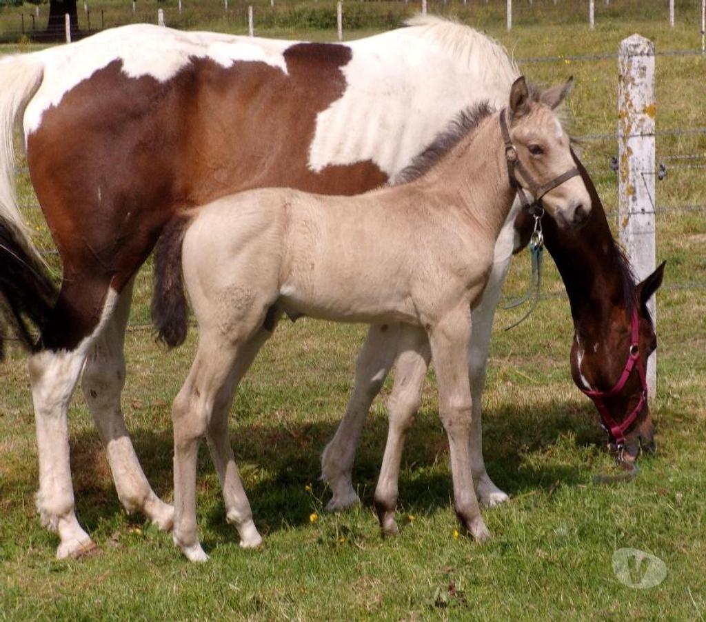 Vente Calvados Grainville sur Odon - 14210 - Photos Vivastreet Poulain OC 2025 de couleur Isabelle (seul ou avec sa maman)
