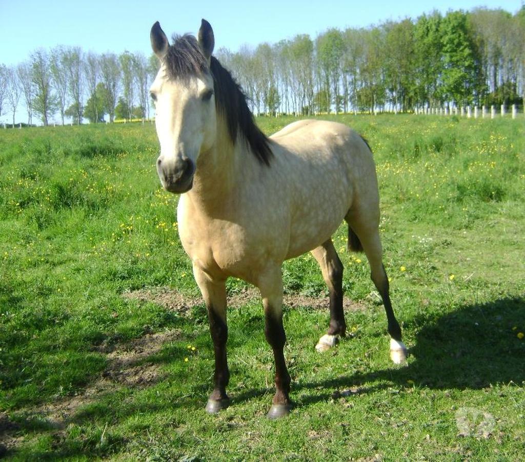 Vente Calvados Grainville sur Odon - 14210 - Photos Vivastreet Poulain OC 2025 de couleur Isabelle (seul ou avec sa maman)