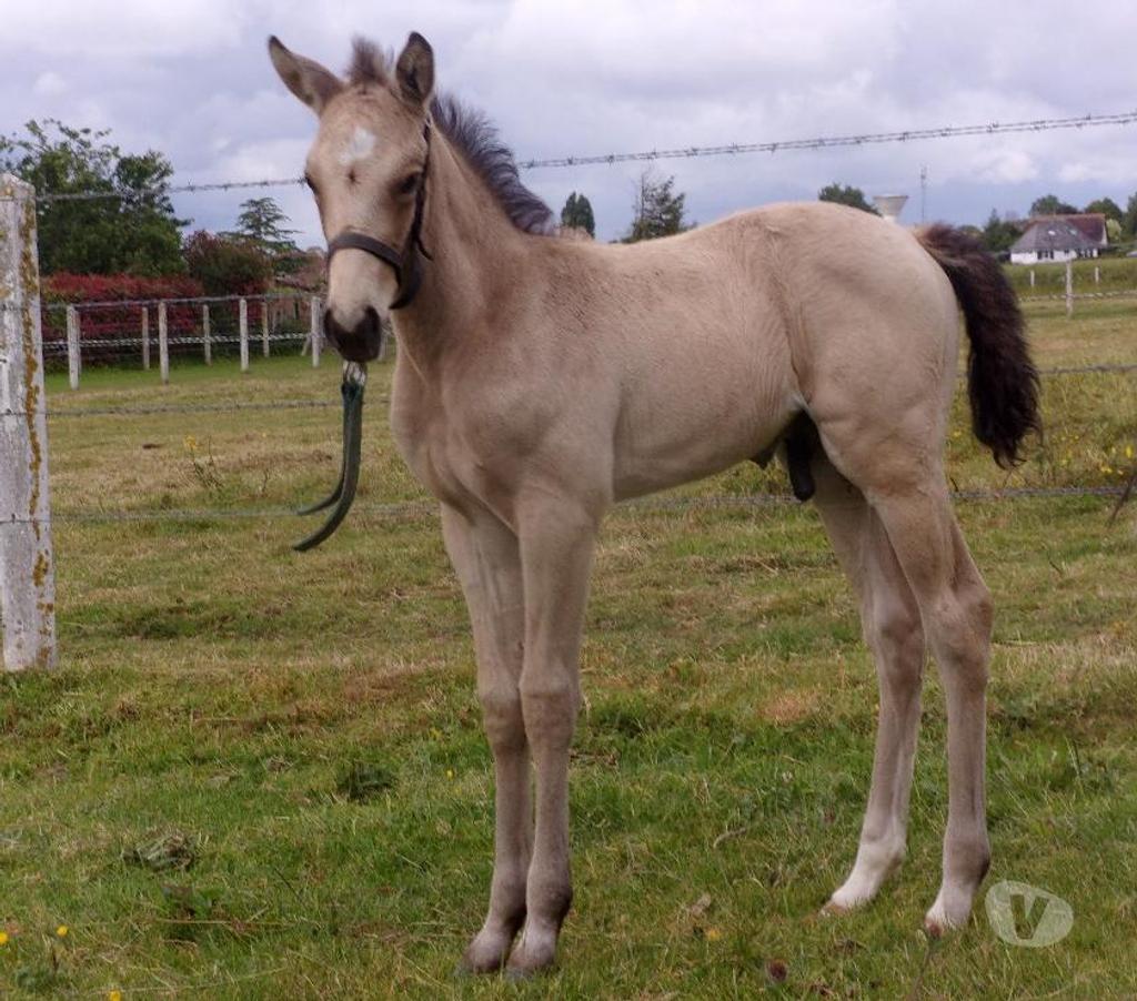 Vente Calvados Grainville sur Odon - 14210 - Photos Vivastreet Poulain OC 2025 de couleur Isabelle (seul ou avec sa maman)