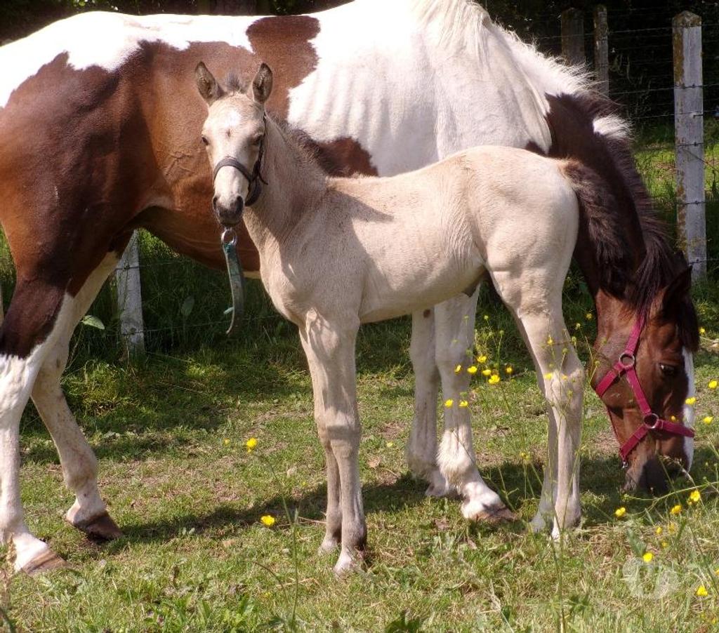 Vente Calvados Grainville sur Odon - 14210 - Photos Vivastreet Poulain OC 2025 de couleur Isabelle (seul ou avec sa maman)