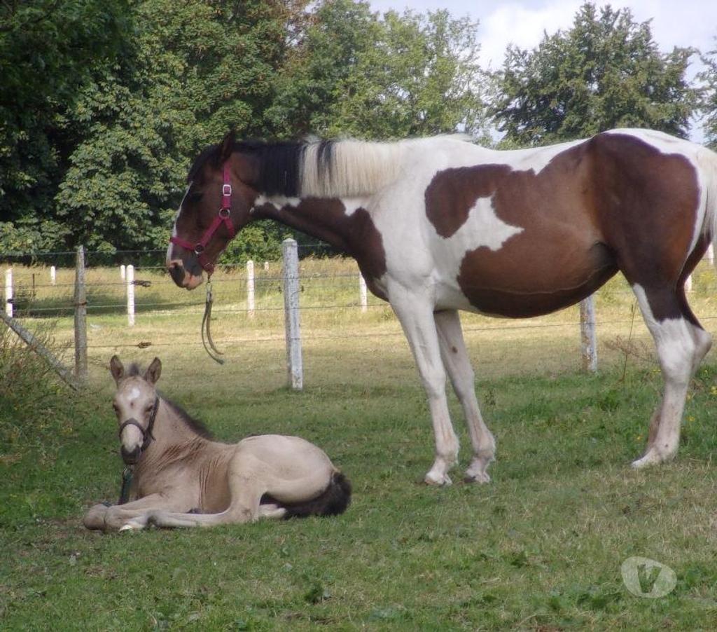 Vente Calvados Grainville sur Odon - 14210 - Photos Vivastreet Poulain OC 2025 de couleur Isabelle (seul ou avec sa maman)