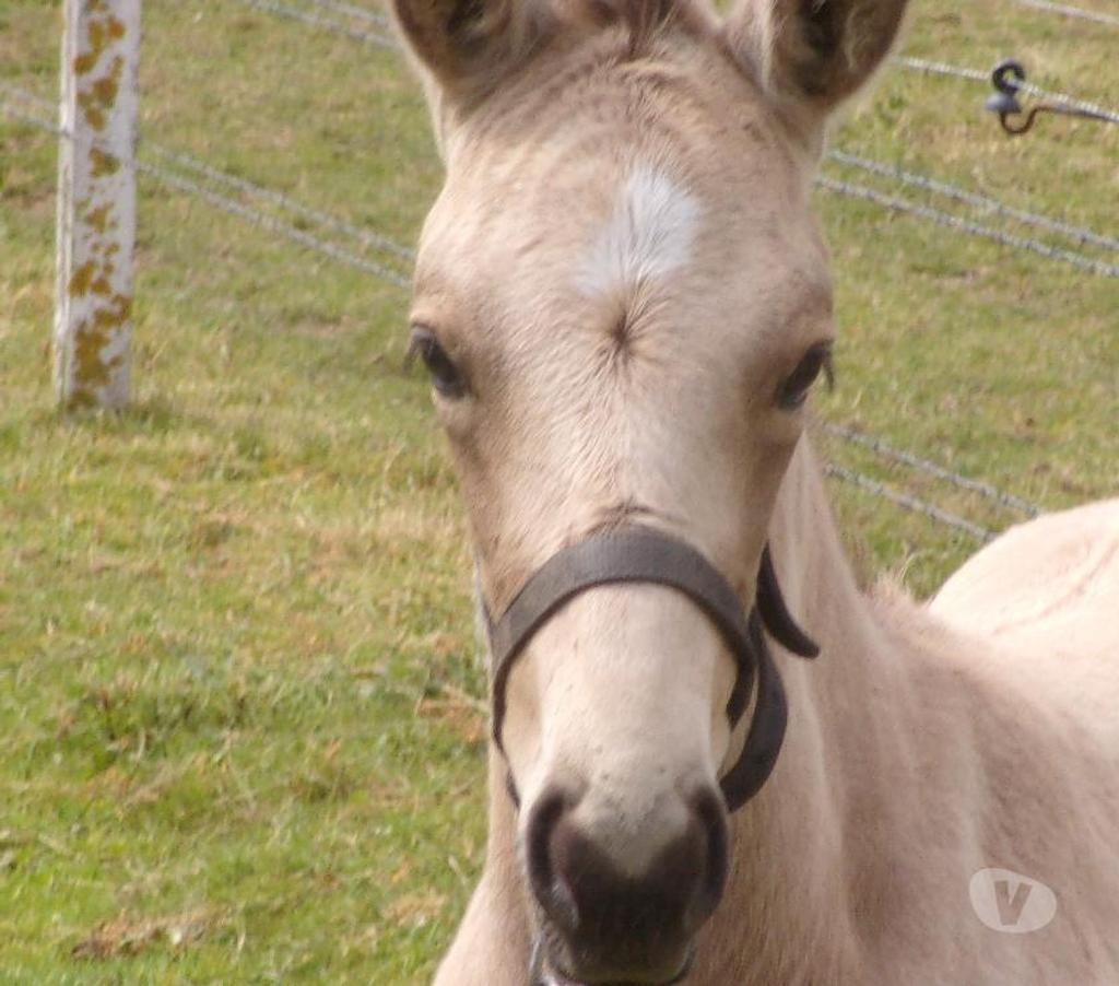 Vente Calvados Grainville sur Odon - 14210 - Photos Vivastreet Poulain OC 2025 de couleur Isabelle (seul ou avec sa maman)
