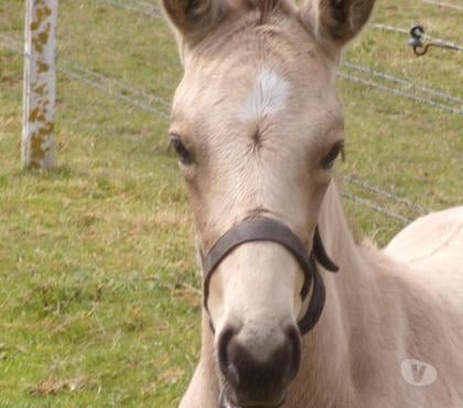 Vente animaux Grainville sur Odon Calvados - Photos Vivastreet Poulain OC 2025 de couleur Isabelle (seul ou avec sa maman)
