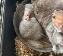 Chinchilla bébé