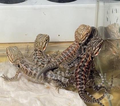 Vente animaux Moyenmoutier Vosges - Photos Vivastreet Bébé. pogona