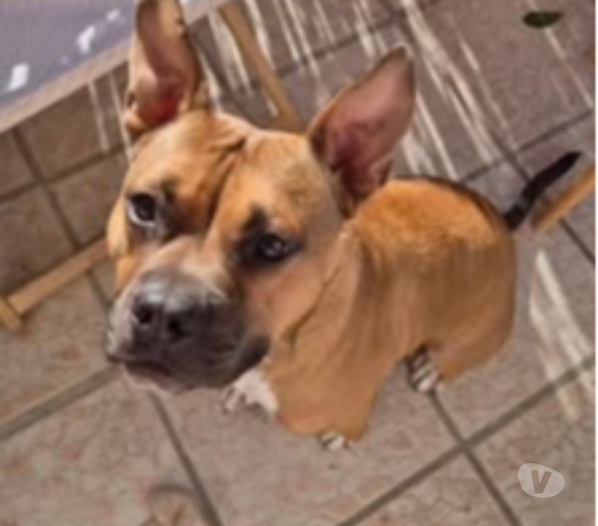 Don animaux Hérault Montpellier - Photos Vivastreet Chien ODEN à l adoption