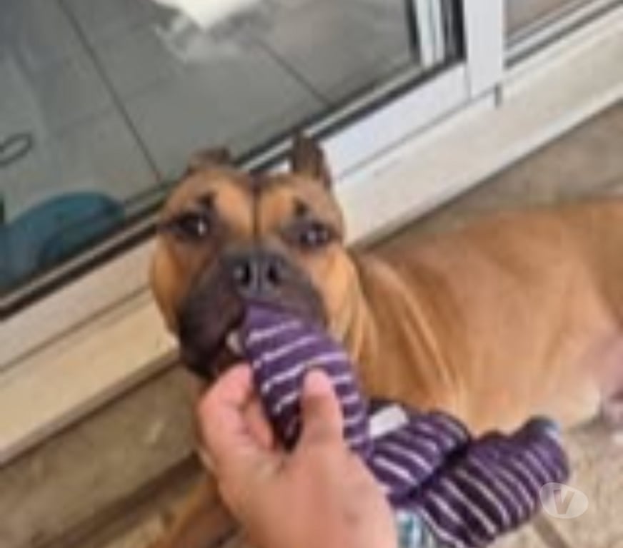 Don animaux Hérault Montpellier - Photos Vivastreet Chien ODEN à l adoption