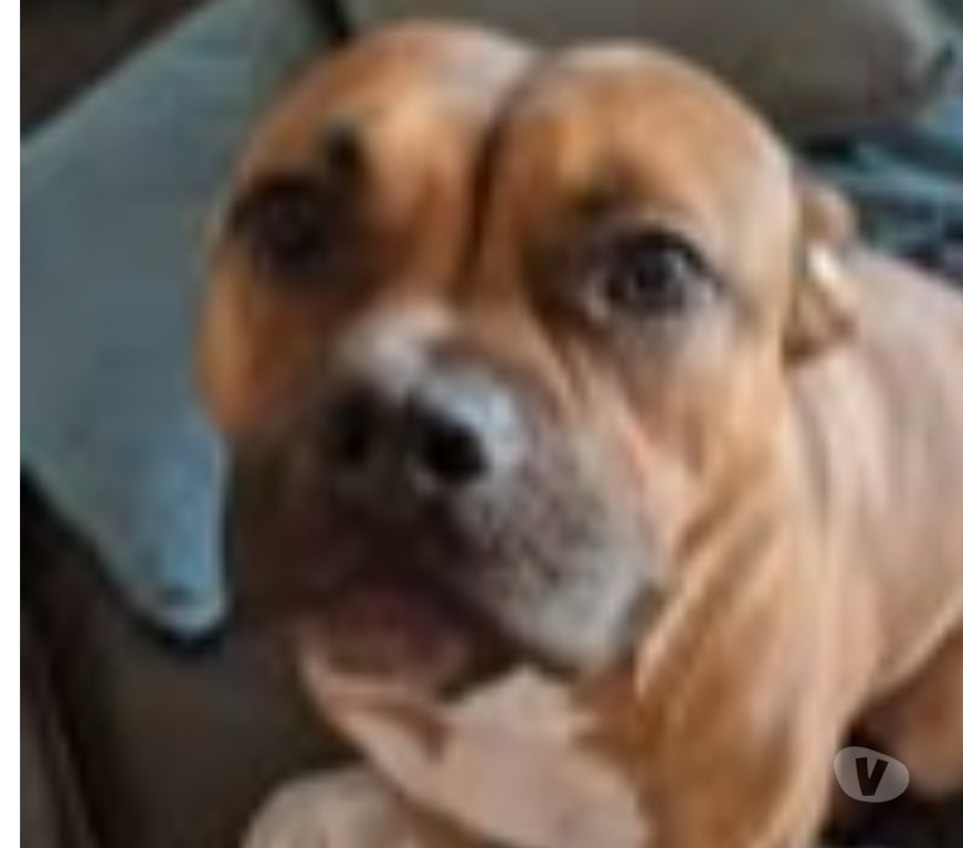 Don animaux Hérault Montpellier - Photos Vivastreet Chien ODEN à l adoption