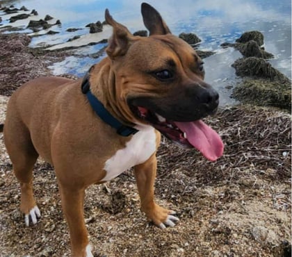 Don animaux Montpellier Montpellier - Photos Vivastreet Chien ODEN à l adoption