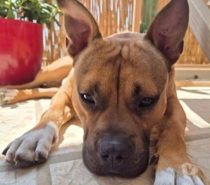 Don animaux Montpellier Montpellier - Photos Vivastreet Chien ODEN à l adoption