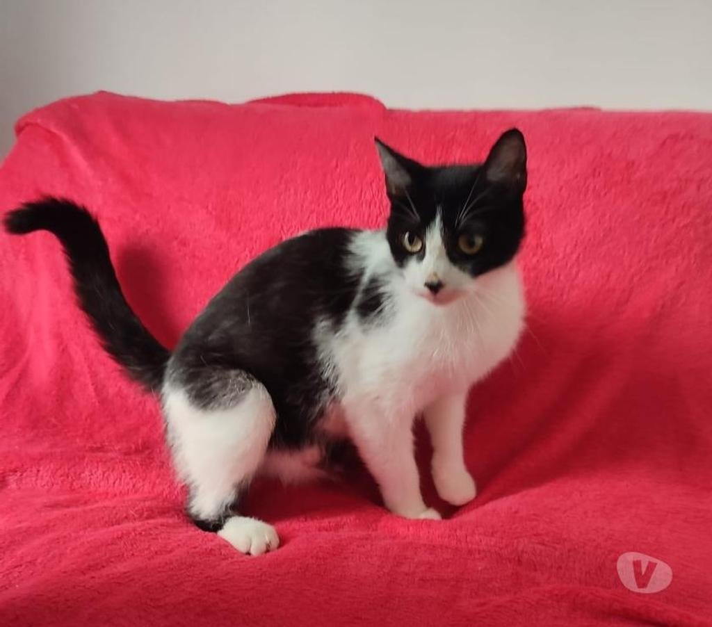 Don animaux Val-d'Oise Soisy sous Montmorency - 95230 - Photos Vivastreet Luna, chatte d'1 an et demi, cherche famille