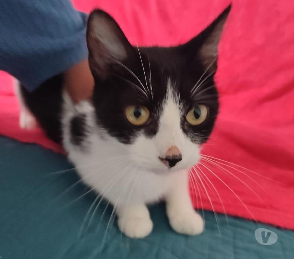 Don animaux Val-d'Oise Soisy sous Montmorency - 95230 - Photos Vivastreet Luna, chatte d'1 an et demi, cherche famille
