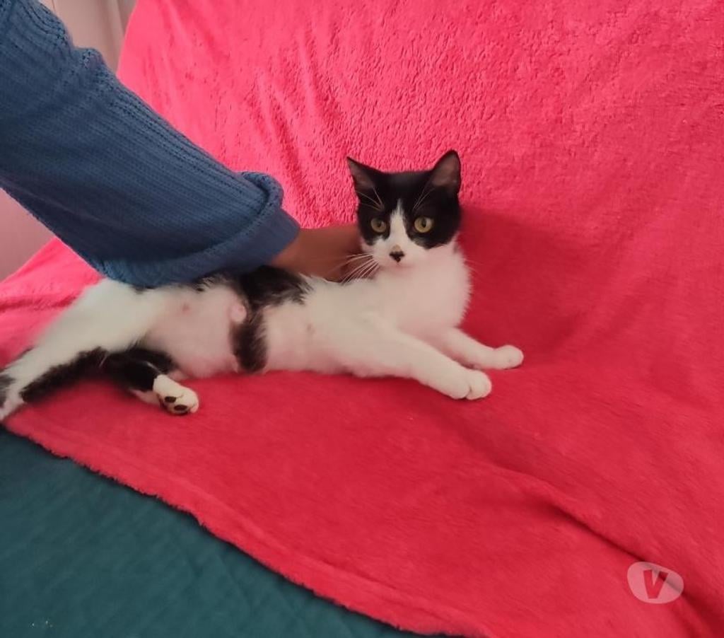 Don animaux Val-d'Oise Soisy sous Montmorency - 95230 - Photos Vivastreet Luna, chatte d'1 an et demi, cherche famille