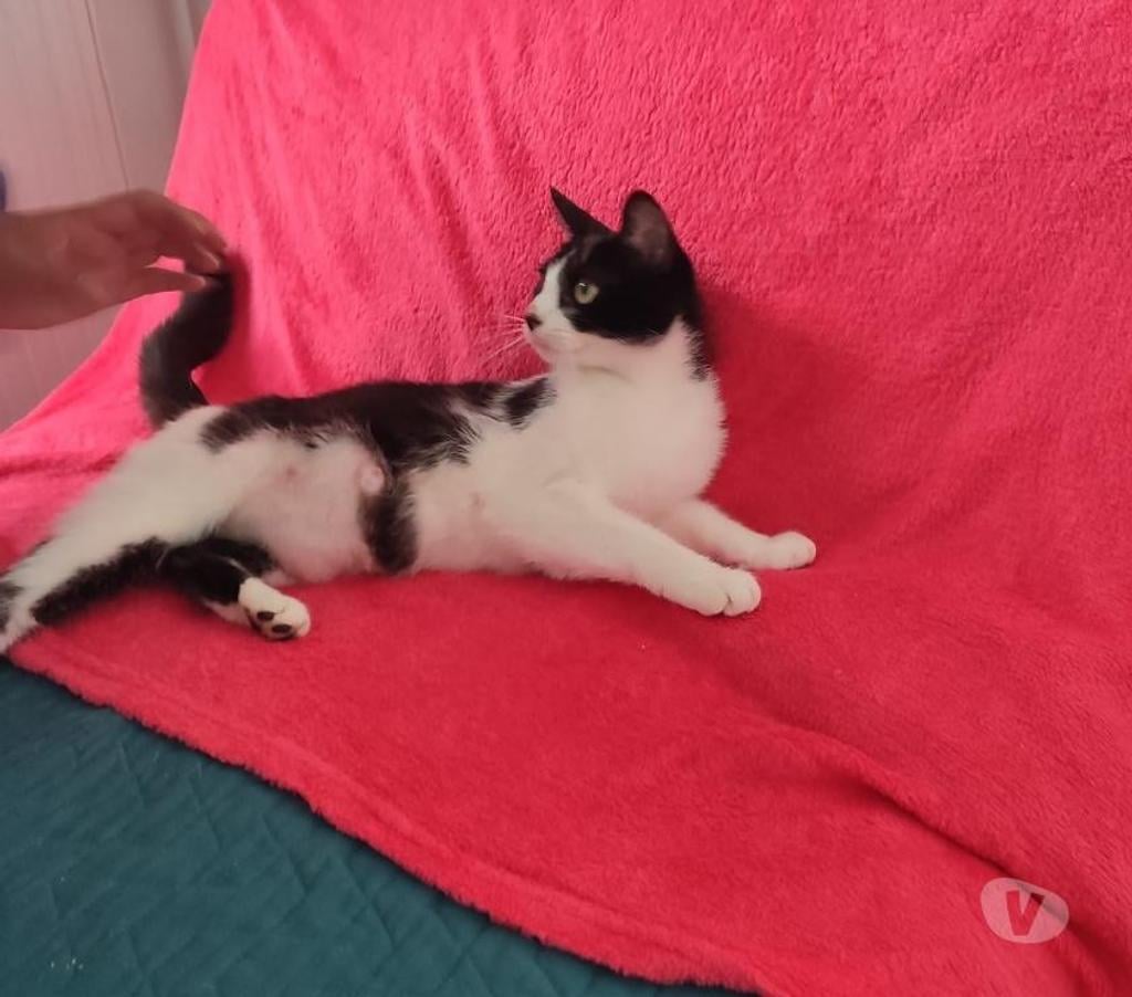 Don animaux Val-d'Oise Soisy sous Montmorency - 95230 - Photos Vivastreet Luna, chatte d'1 an et demi, cherche famille
