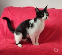Luna, chatte d'1 an et demi, cherche famille